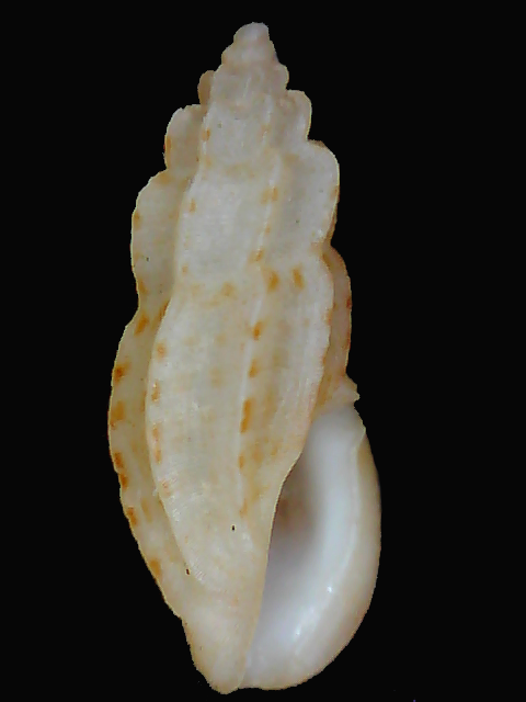 Agathotoma