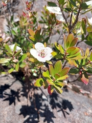 Leptospermum turbinatum