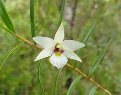 Dendrobium cunninghamii