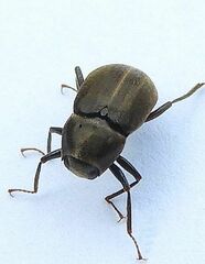 Helichus lithophilus