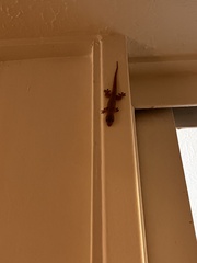 Gehyra mutilata