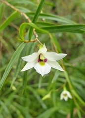 Dendrobium cunninghamii