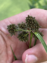 Scirpus hattorianus