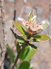 Leptospermum turbinatum