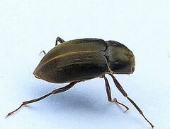 Helichus lithophilus