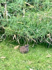 Sylvilagus nuttallii