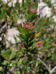 Platysace lanceolata