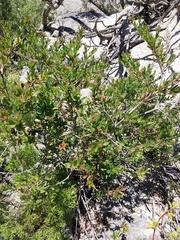 Platysace lanceolata