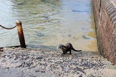 Aonyx capensis capensis