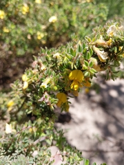 Pultenaea hispidula