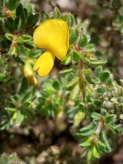 Pultenaea hispidula