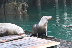 Arctocephalus pusillus pusillus