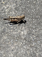 Chortoicetes terminifera