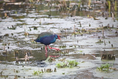 Porphyrio madagascariensis
