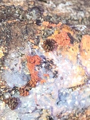 Amphilogia gyrosa