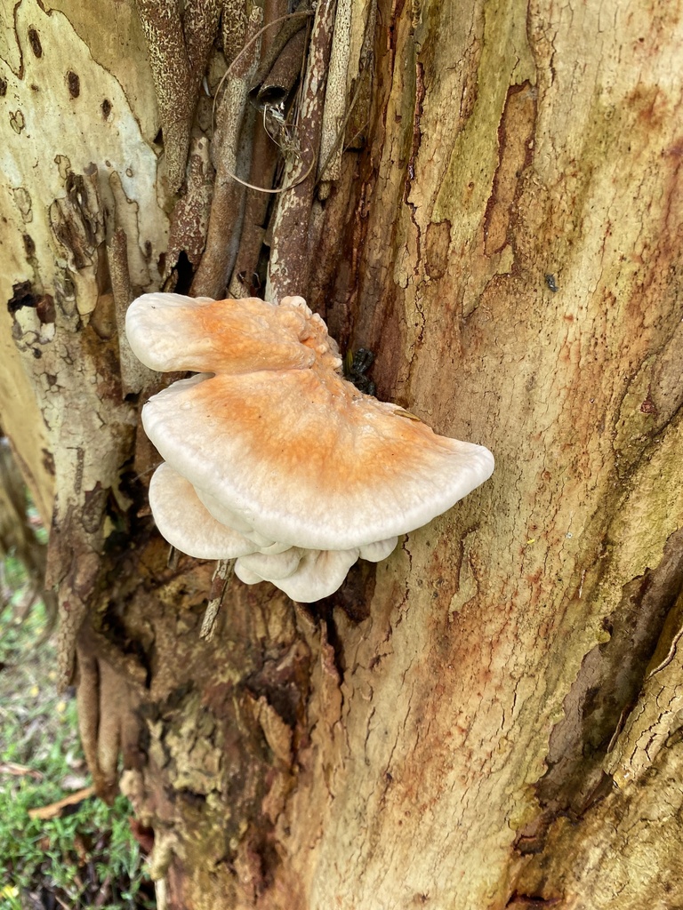 Laetiporus versisporus from Wanganui Rd, Wanganui, NSW, AU on December ...