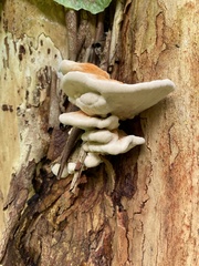 Laetiporus versisporus