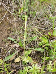 Pterostylis foliata