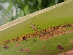 Telostylinus lineolatus