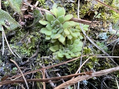 Sedum stellariifolium