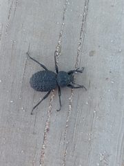 Scotobius pilularius