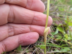 Pterostylis foliata
