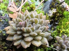 Sedum stellariifolium