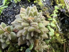 Sedum stellariifolium