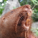 Yucatán Pocket Gopher - Photo (c) angel_castillo_birdingtours, some rights reserved (CC BY-NC), uploaded by angel_castillo_birdingtours