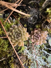 Sedum stellariifolium