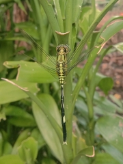 Orthetrum sabina