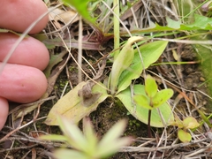 Pterostylis foliata