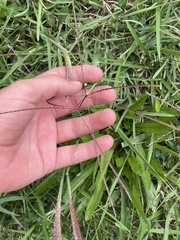 Chloris verticillata