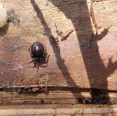 Steatoda capensis