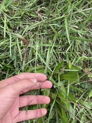 Chloris verticillata