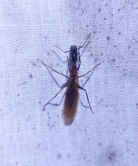 Camponotus mirabilis