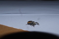 Paraphidippus aurantius