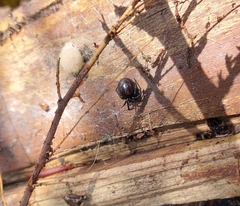 Steatoda capensis