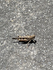 Chortoicetes terminifera