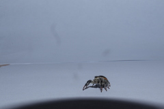 Paraphidippus aurantius
