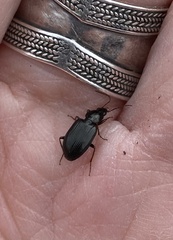 Agonum