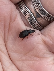 Agonum