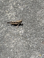 Chortoicetes terminifera