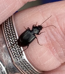 Agonum