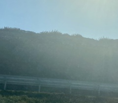 Bergerocactus emoryi