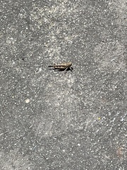 Chortoicetes terminifera