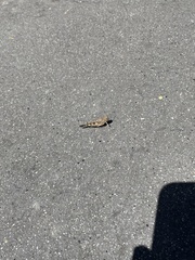 Chortoicetes terminifera