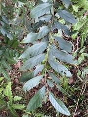Glochidion acuminatum