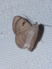 Argyrotome cyclopea