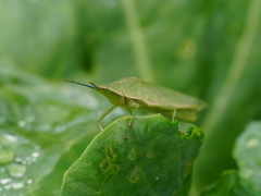 Atractomorpha sinensis
